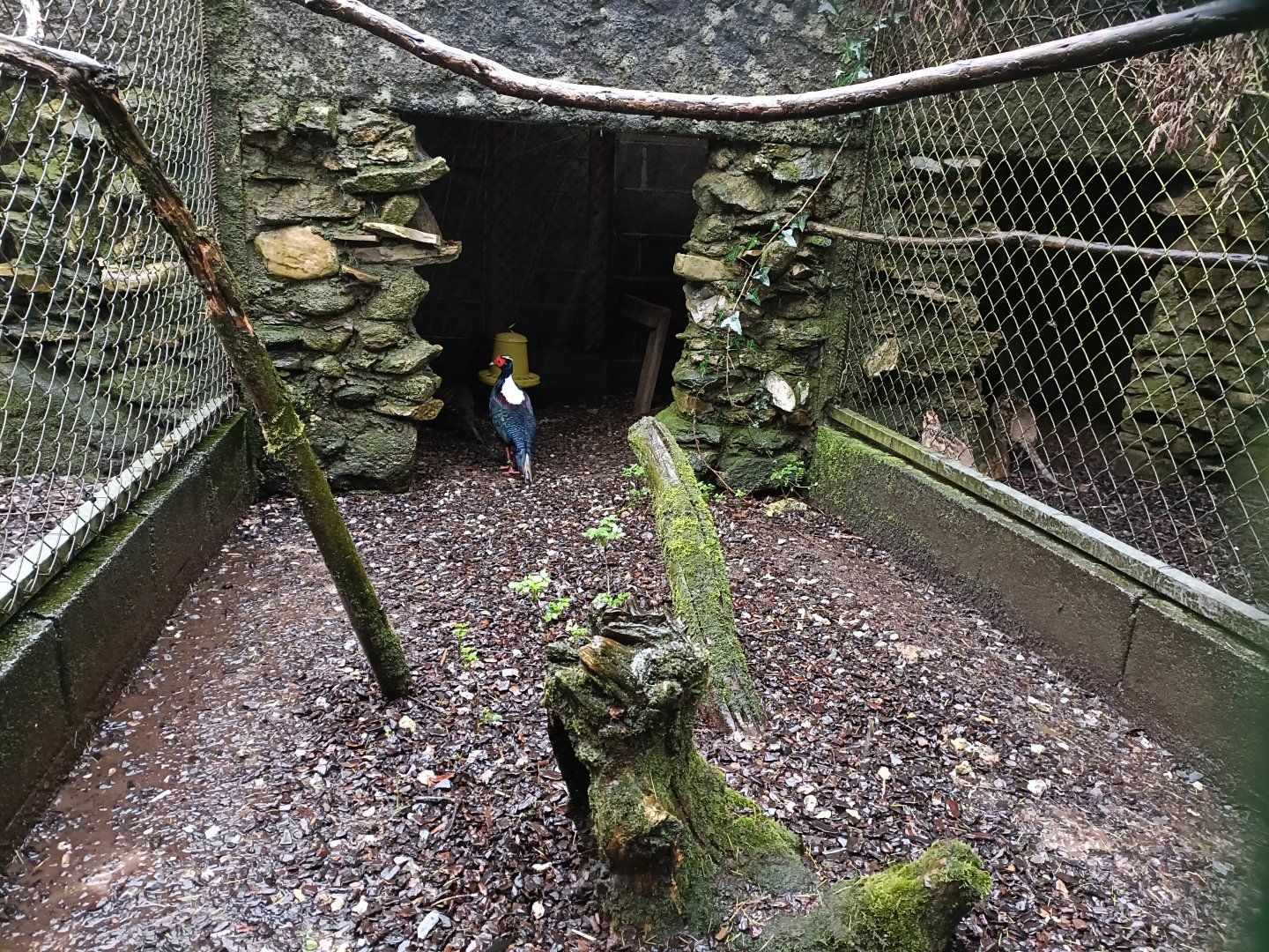Swinhoes pheasant exhibit - Avifauna Lugo