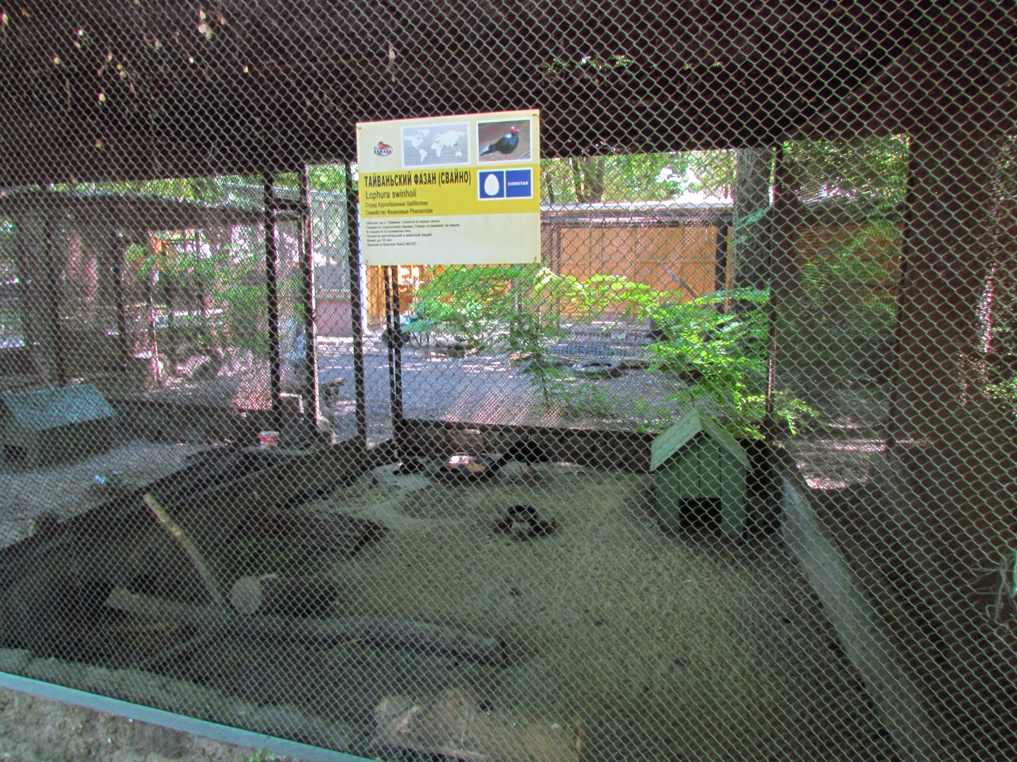 Swinhoe's pheasant exhibit