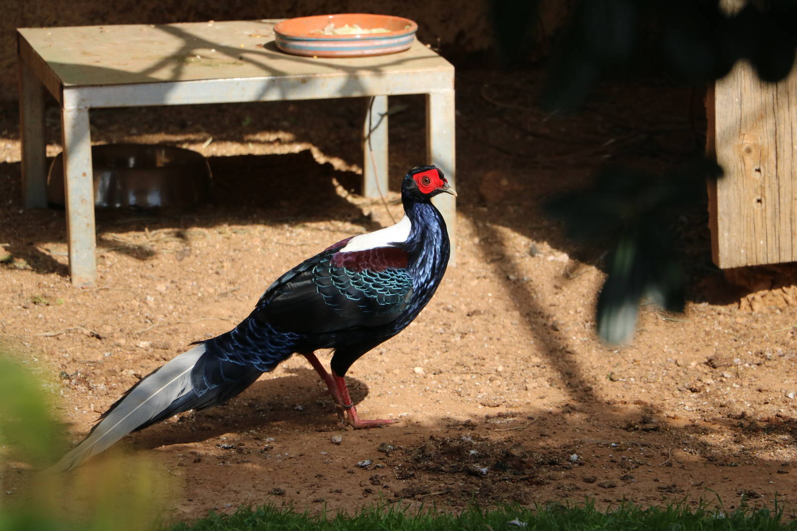 Swinhoe's pheasant, February 2016