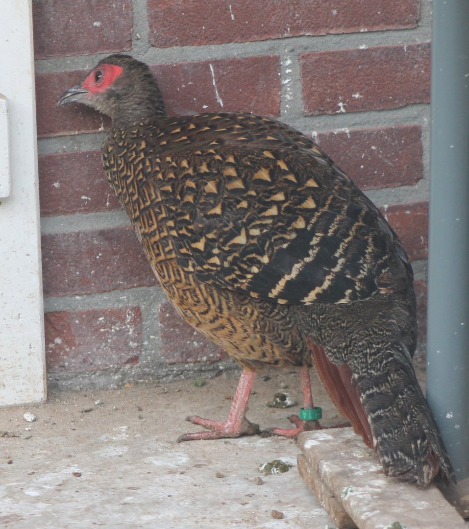 Swinhoe's pheasant - female