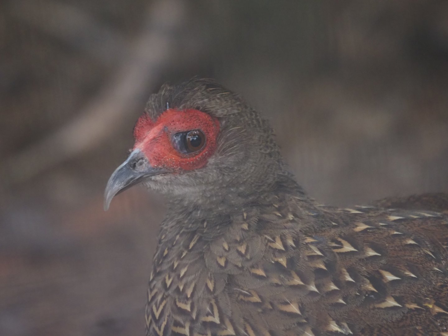 Swinhoe's Pheasant (Female)