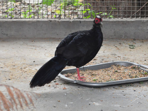 Swinhoe's Pheasant in Kishinev Zoo