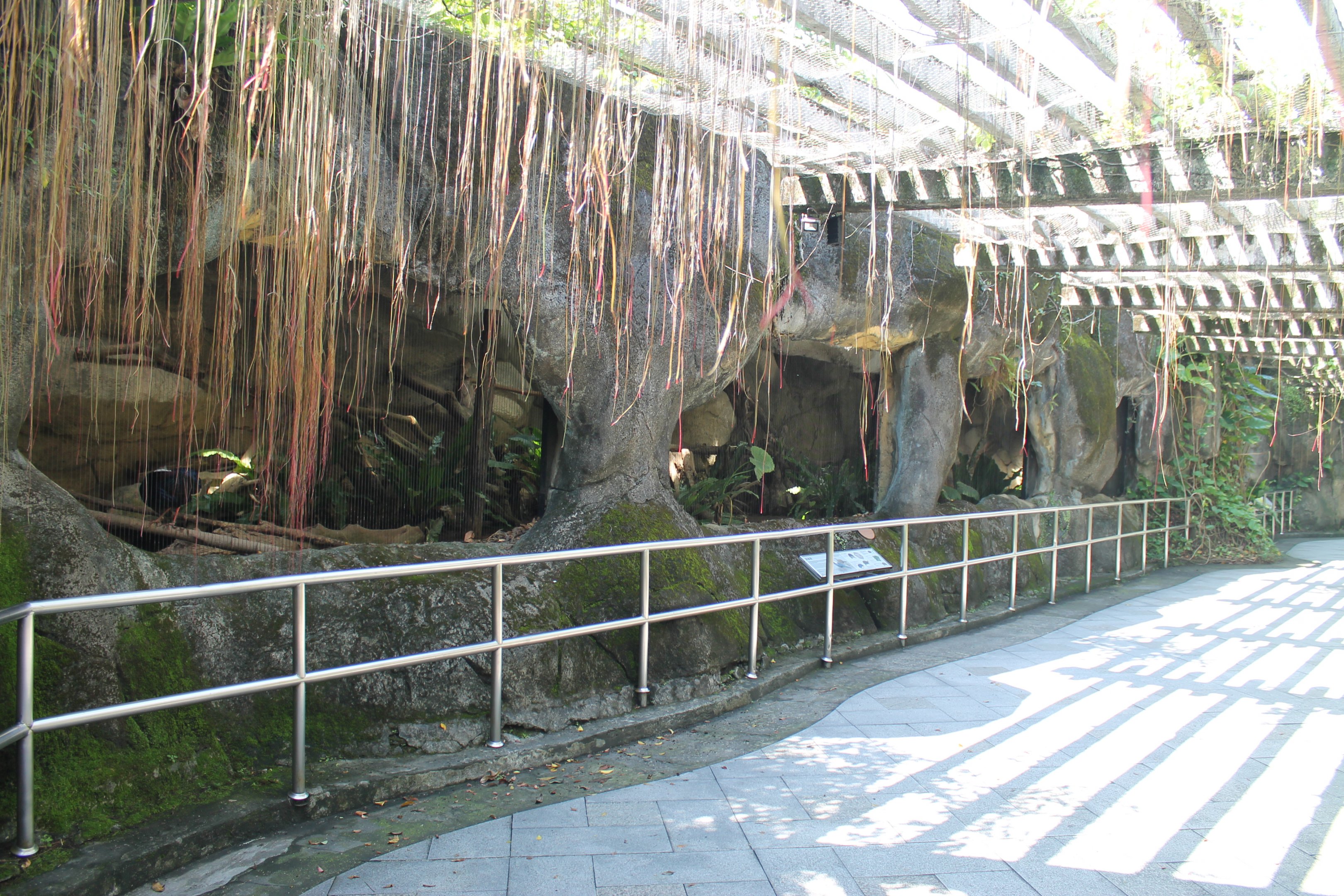 Swinhoe's Pheasant (Lophura swinhoii) aviaries