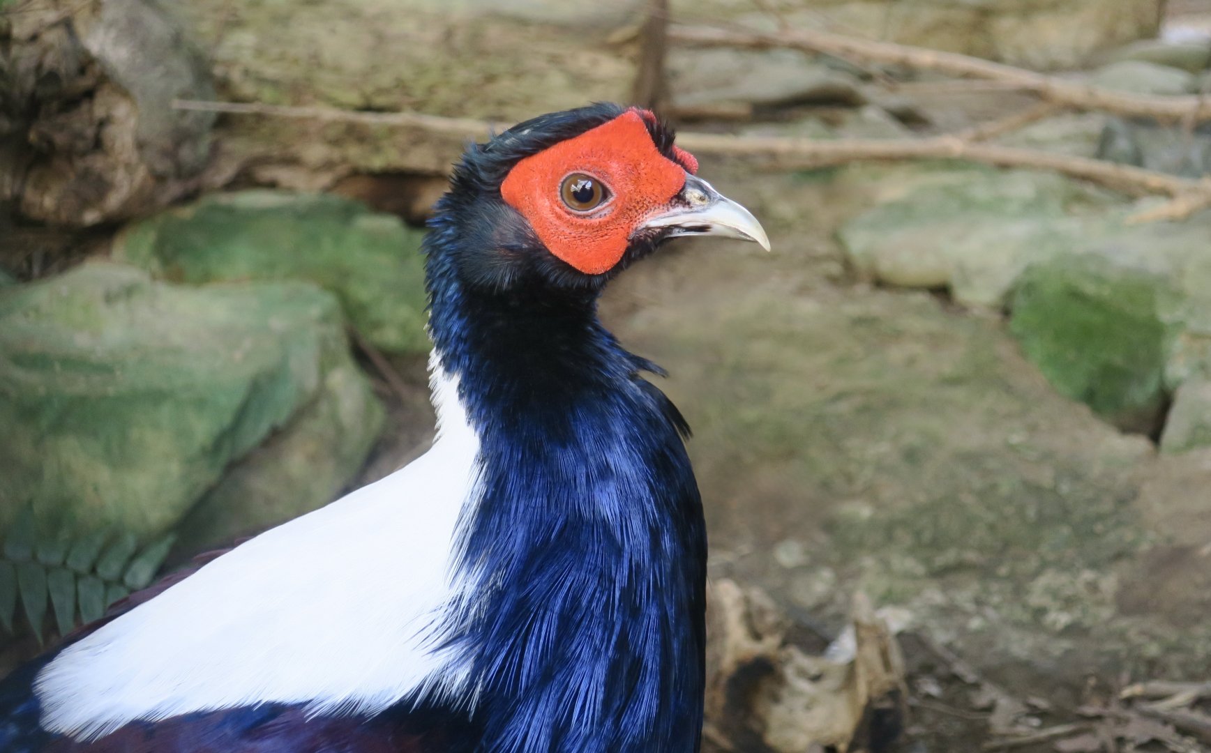 Swinhoe's Pheasant (Lophura swinhoii) male