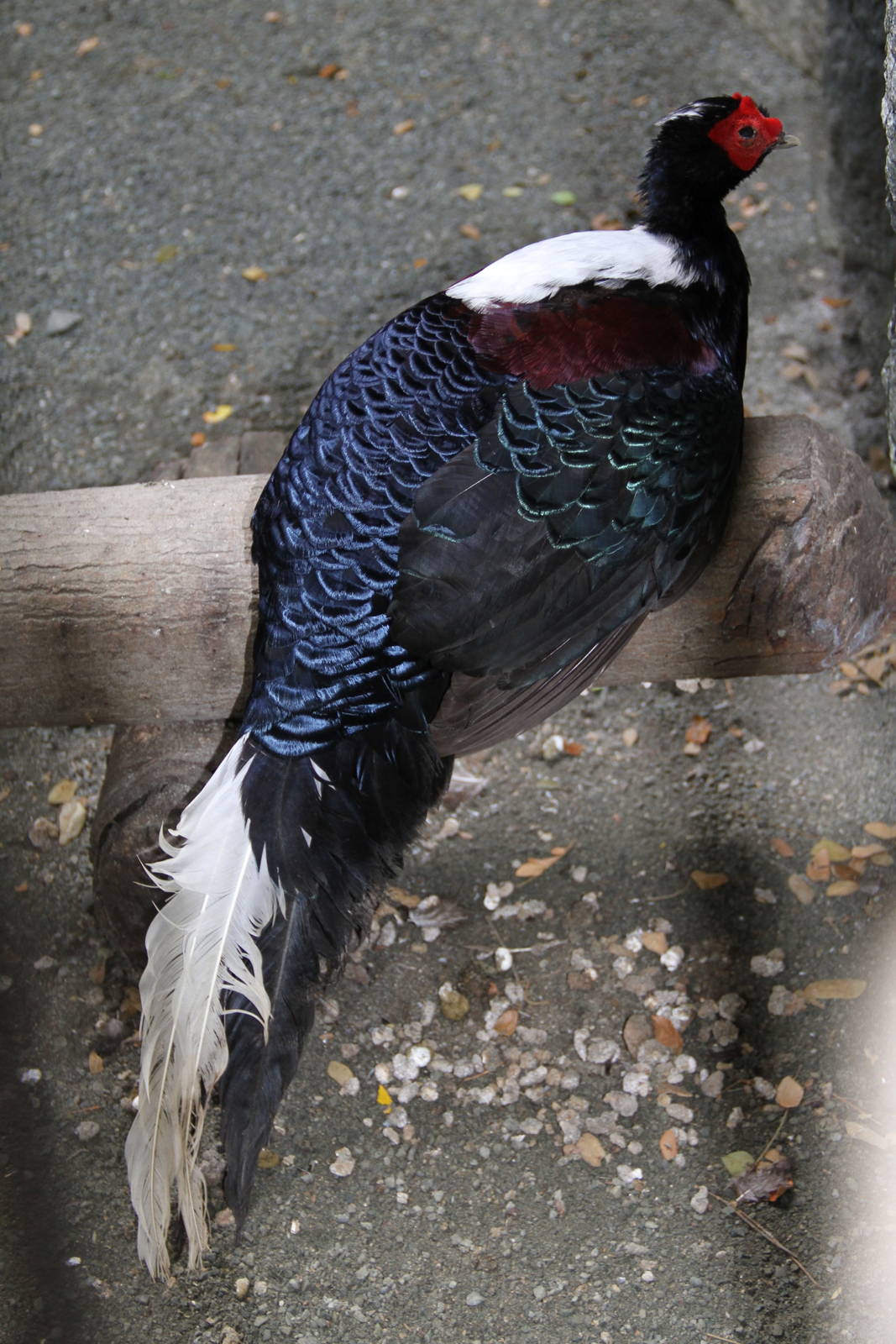 Swinhoe's Pheasant (Lophura swinhoii)