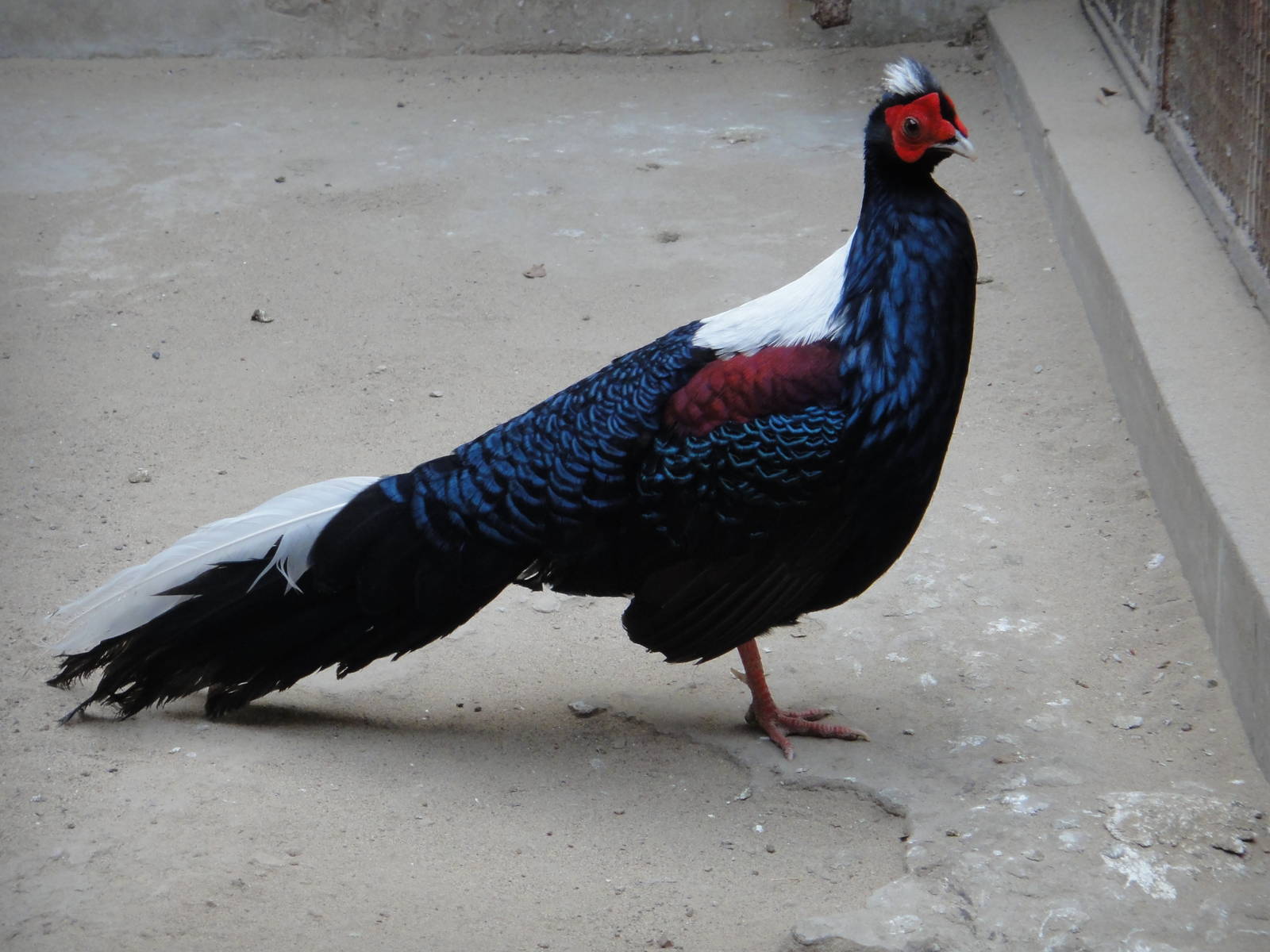Swinhoe's Pheasant (Lophura swinhoii)