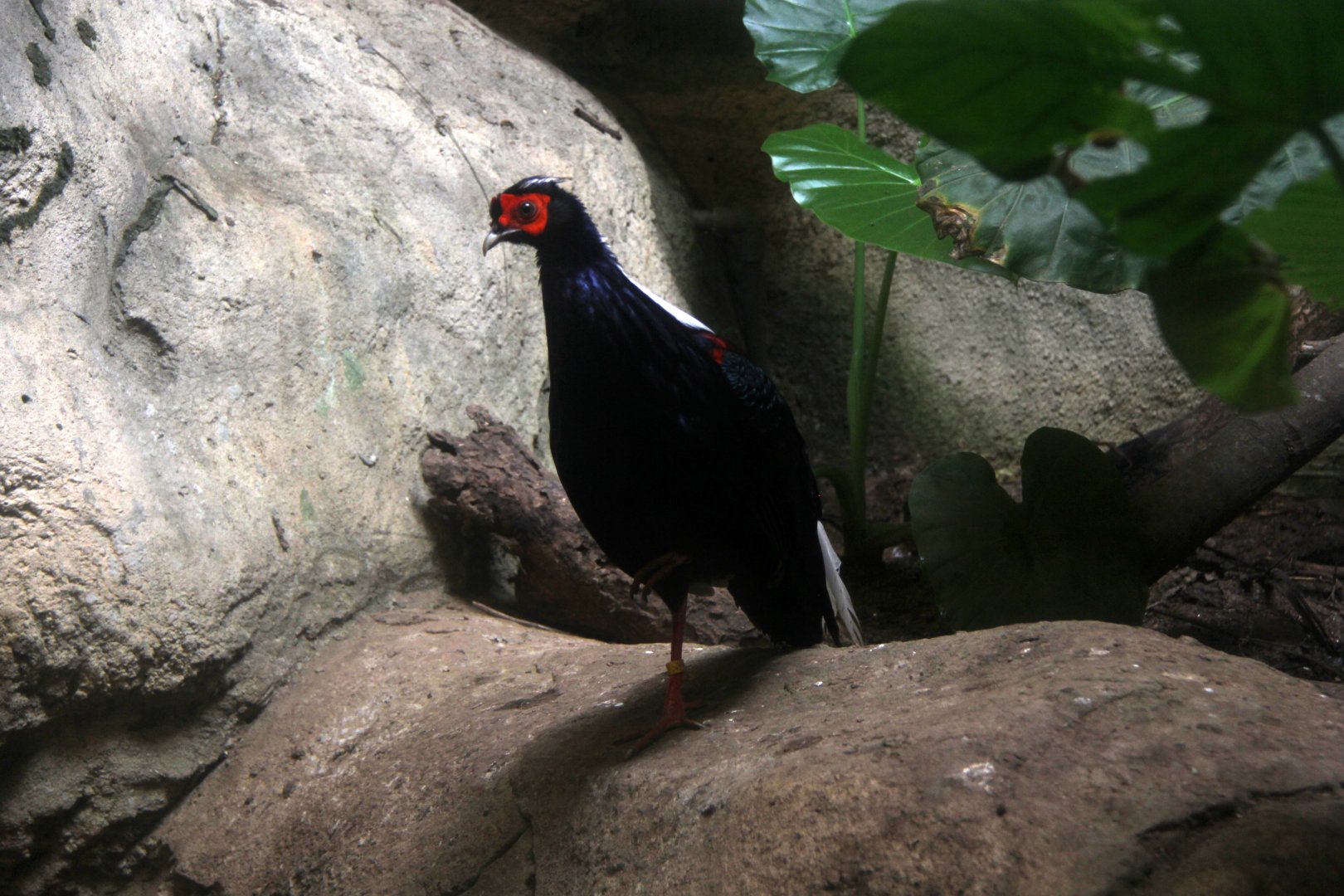 Swinhoe's pheasant (Lophura swinhoii)