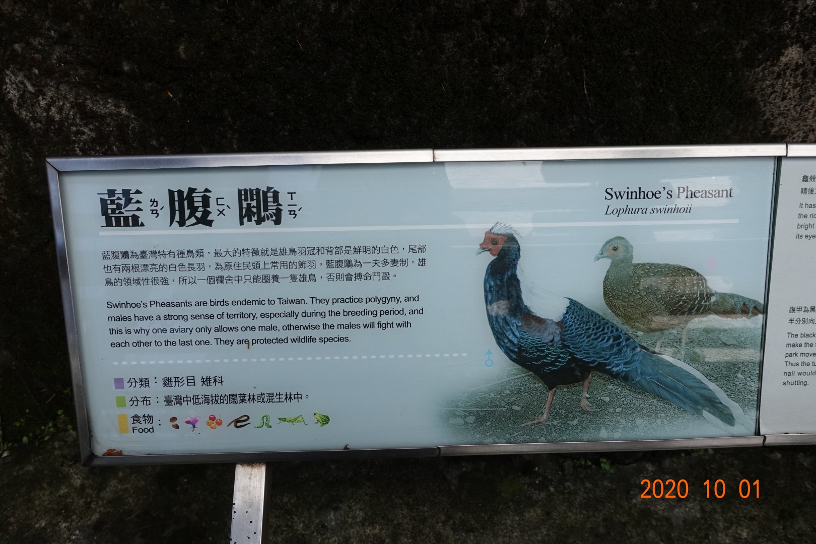 Swinhoe's Pheasant (Lophura swinhoii)