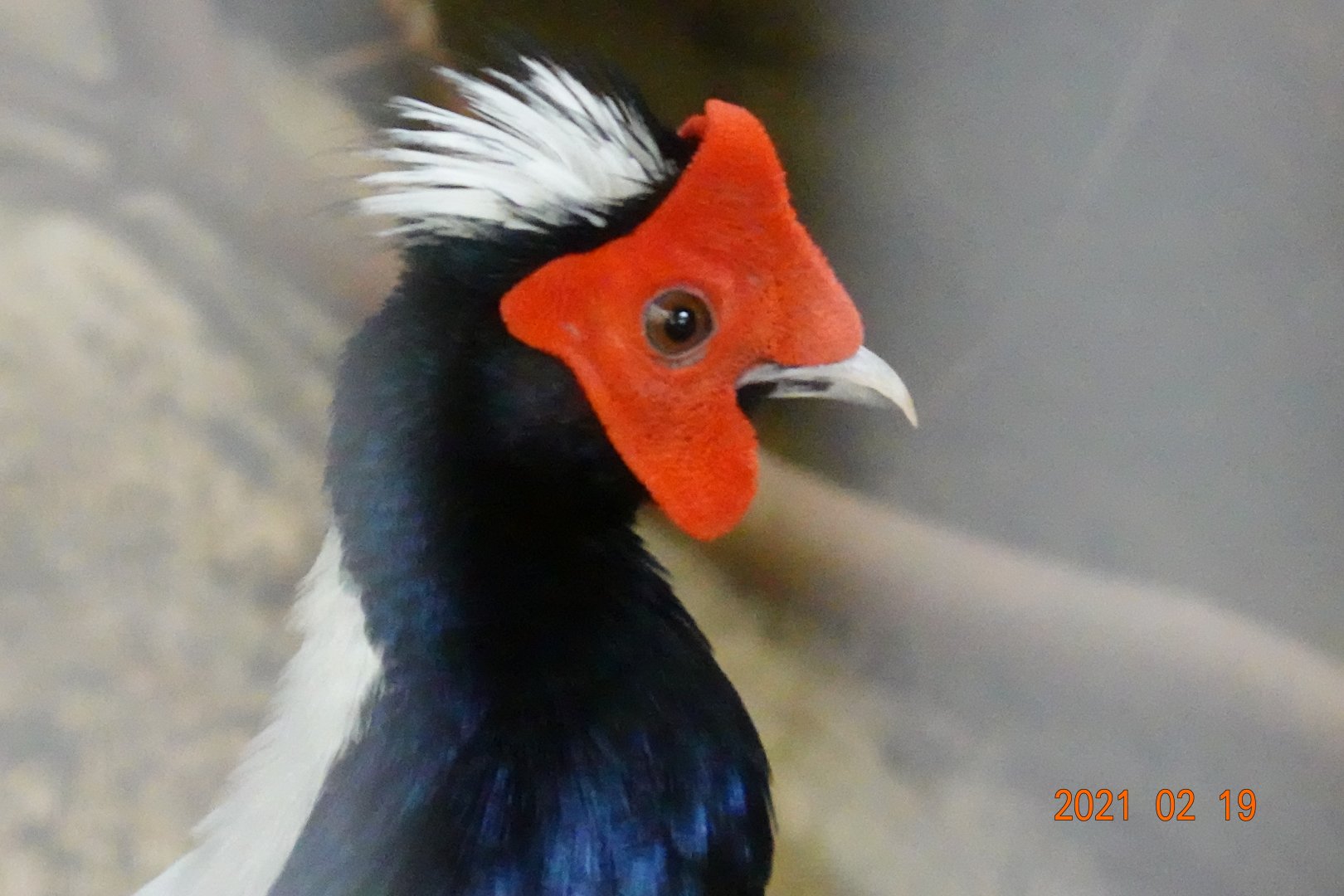 Swinhoe's Pheasant (Lophura swinhoii)