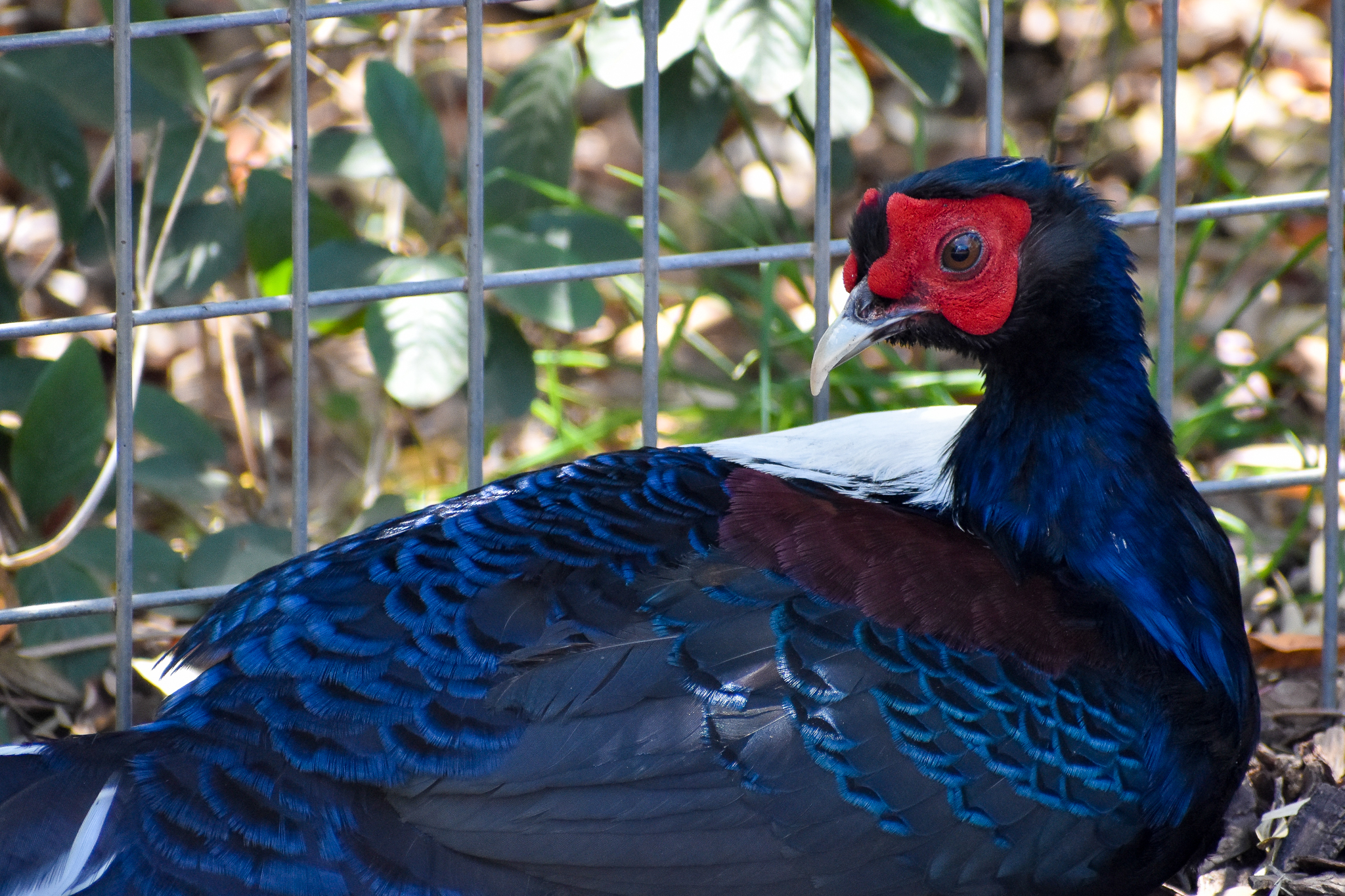 Swinhoe's Pheasant (Lophura swinhoii)