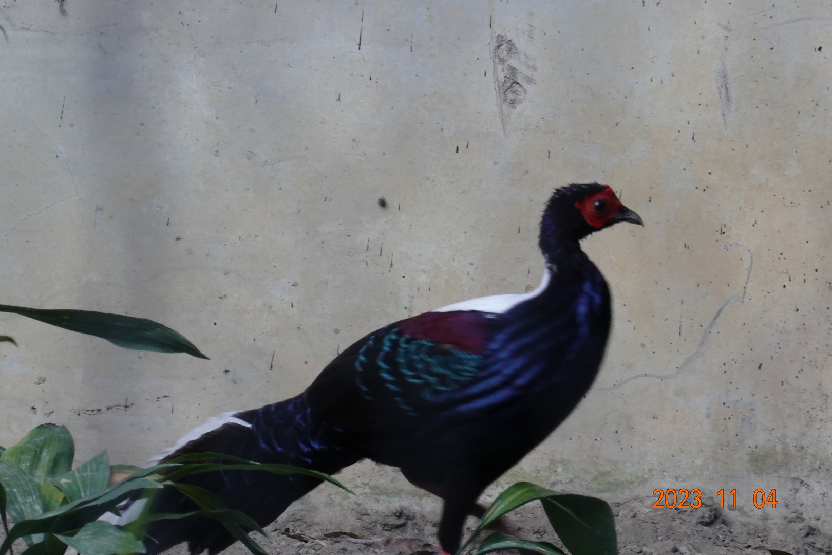 Swinhoe's Pheasant (Lophura swinhoii)