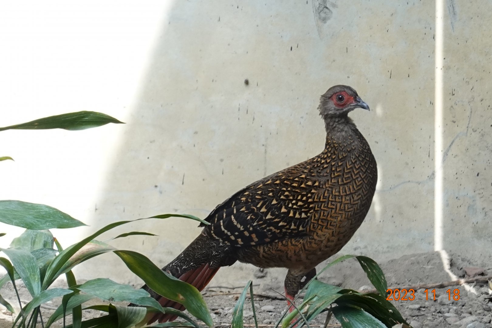 Swinhoe's Pheasant (Lophura swinhoii)