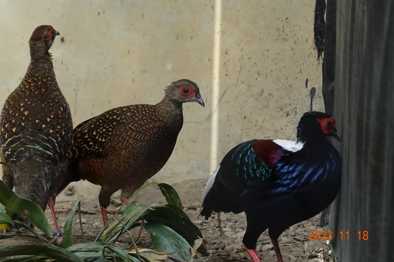 Swinhoe's Pheasant (Lophura swinhoii)