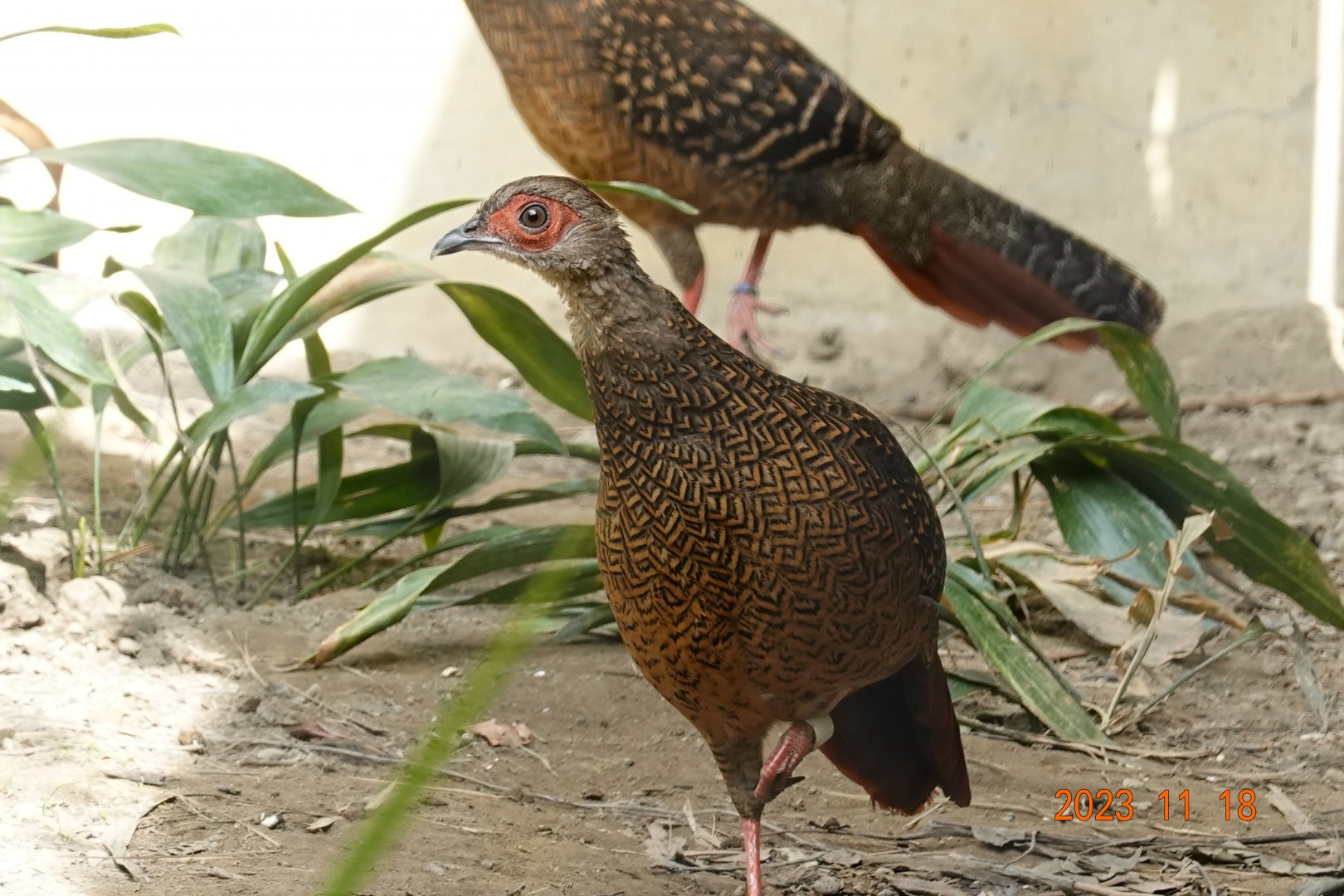 Swinhoe's Pheasant (Lophura swinhoii)