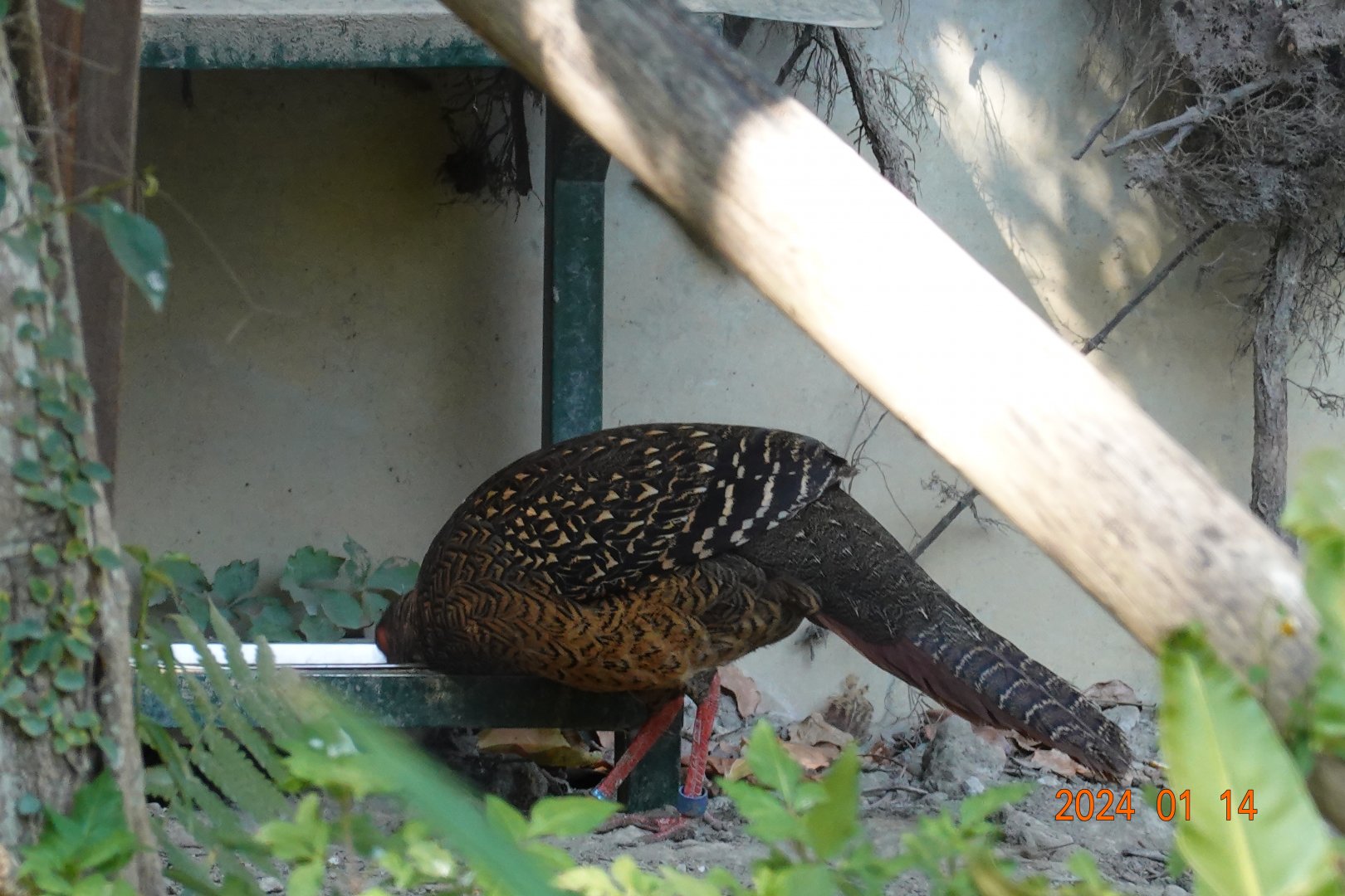 Swinhoe's Pheasant (Lophura swinhoii)