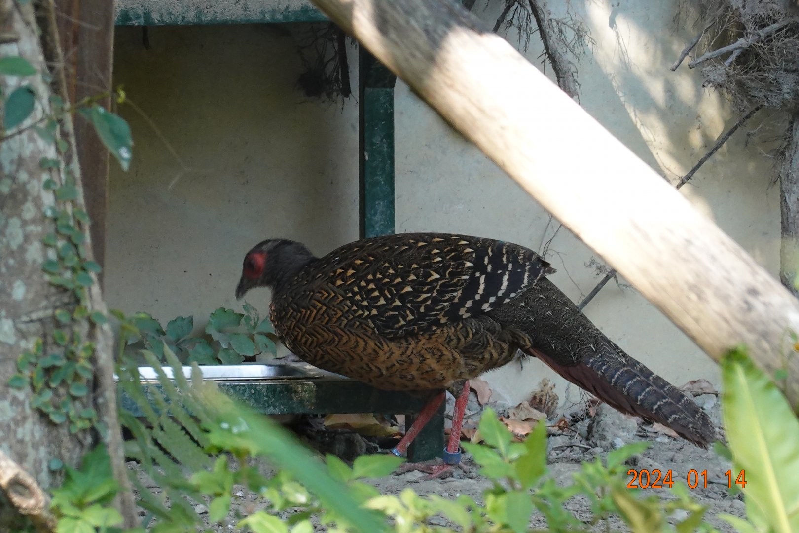 Swinhoe's Pheasant (Lophura swinhoii)