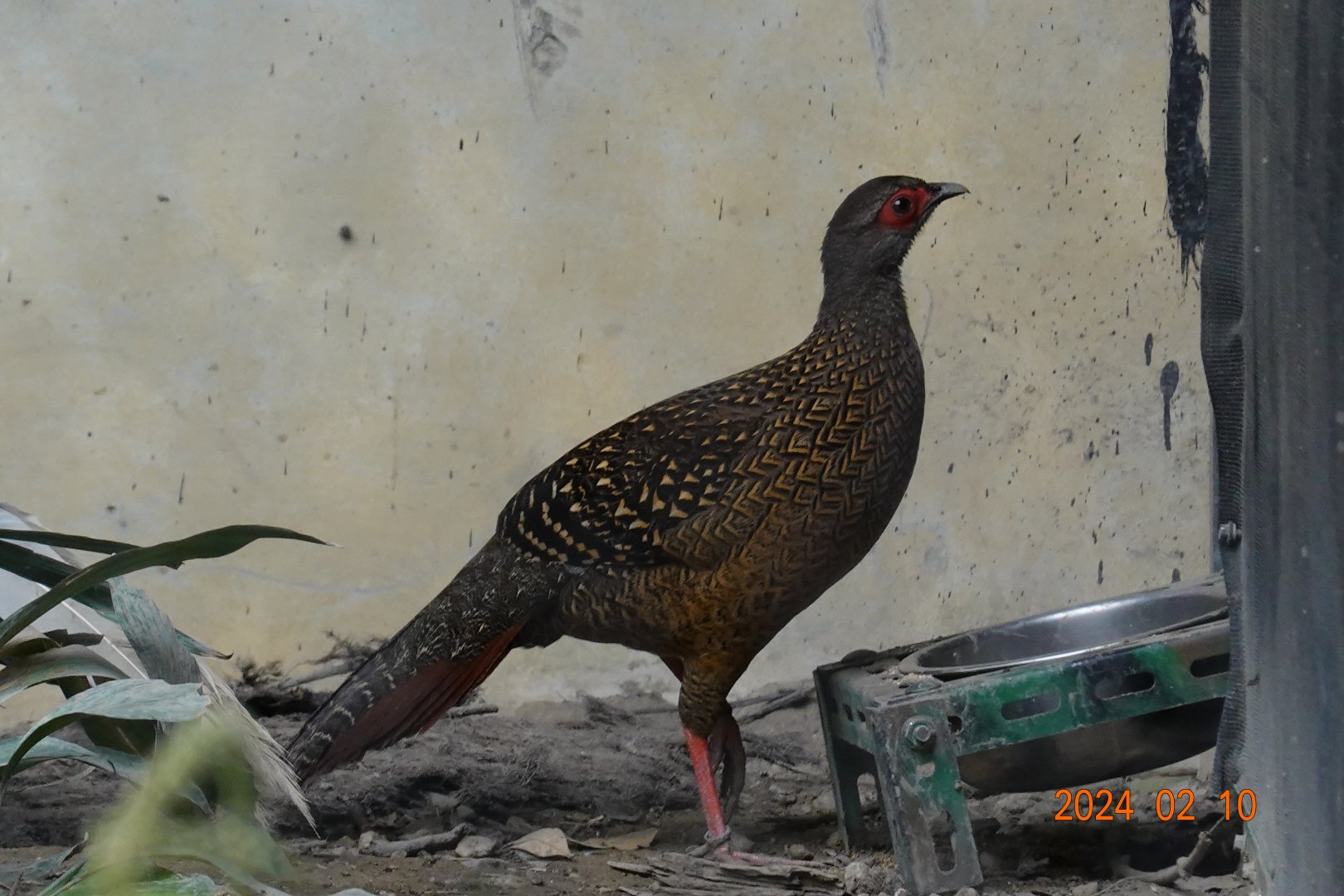 Swinhoe's Pheasant (Lophura swinhoii)