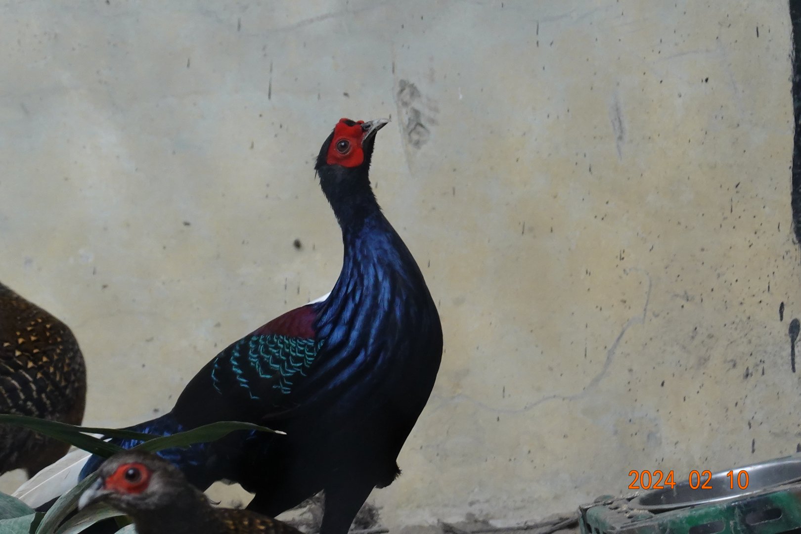 Swinhoe's Pheasant (Lophura swinhoii)
