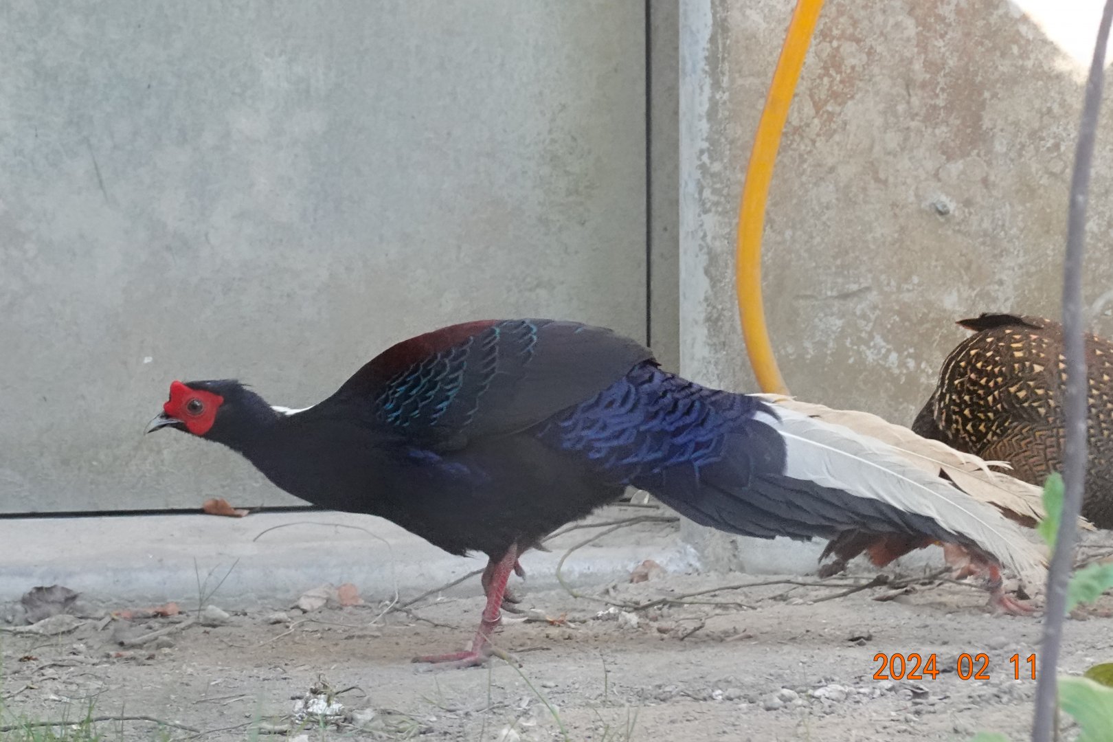Swinhoe's Pheasant (Lophura swinhoii)