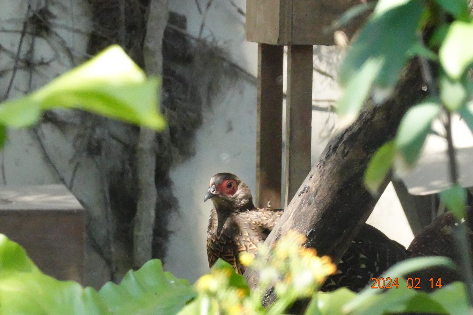 Swinhoe's Pheasant (Lophura swinhoii)
