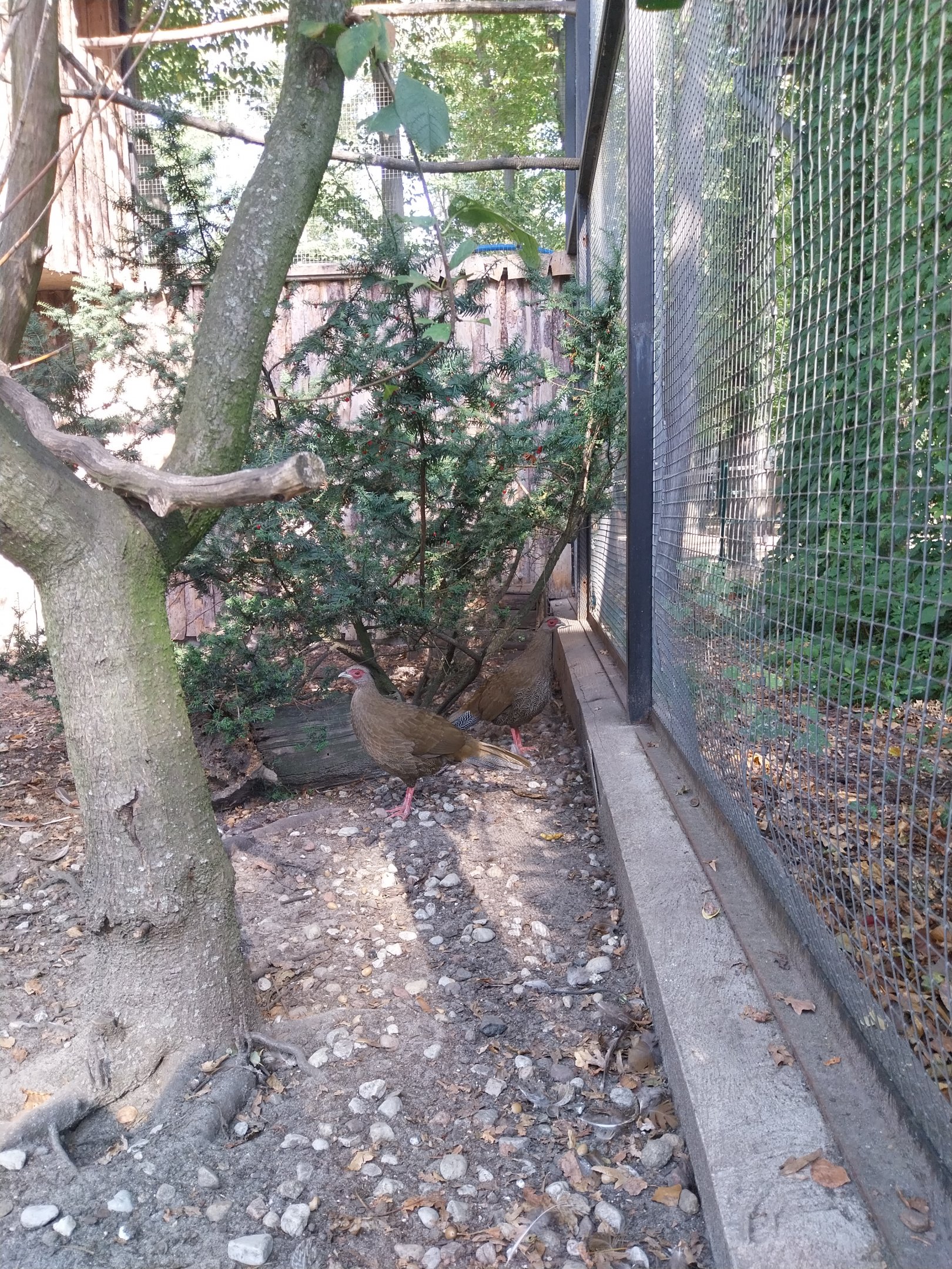 Swinhoe's pheasant (Lophura swinhoii)