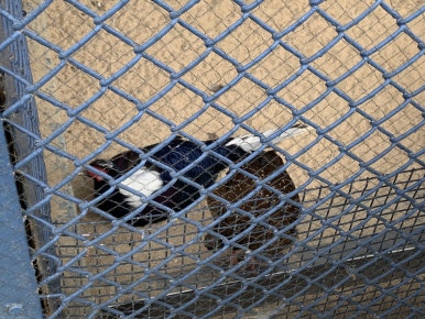 Swinhoe's pheasant (Lophura swinhoii)