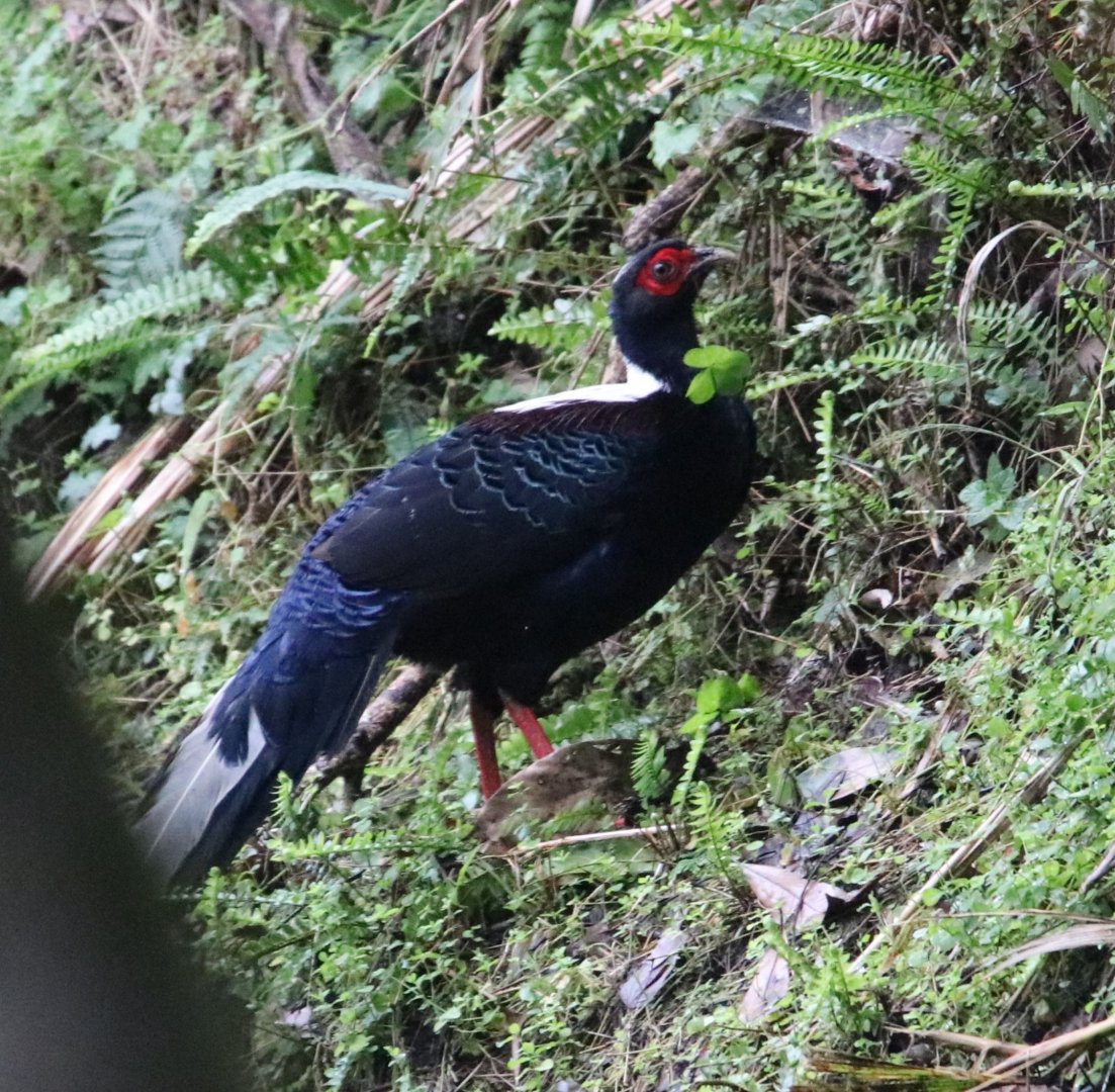 Swinhoe's Pheasant (Lophura swinhoii)