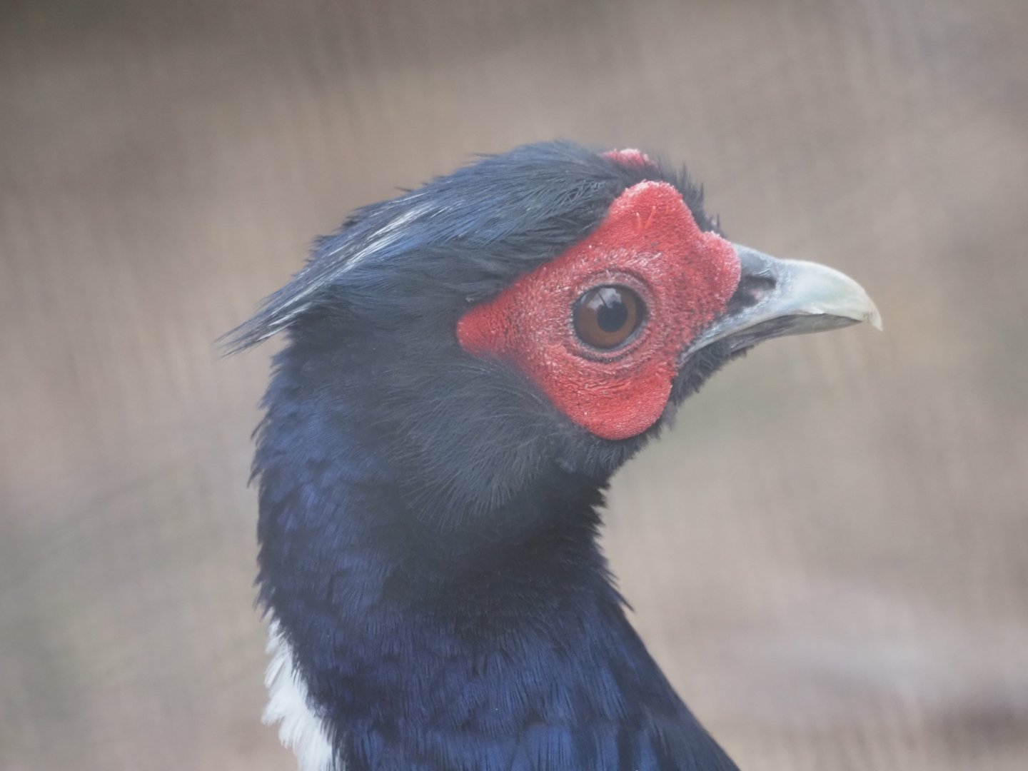 Swinhoe's Pheasant (Male)