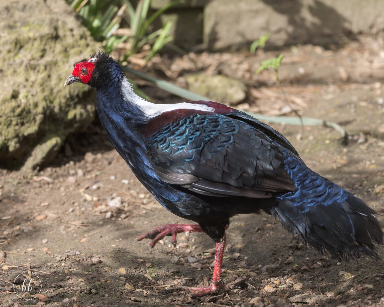 Swinhoe's Pheasant / Thrigby / 11-4-24