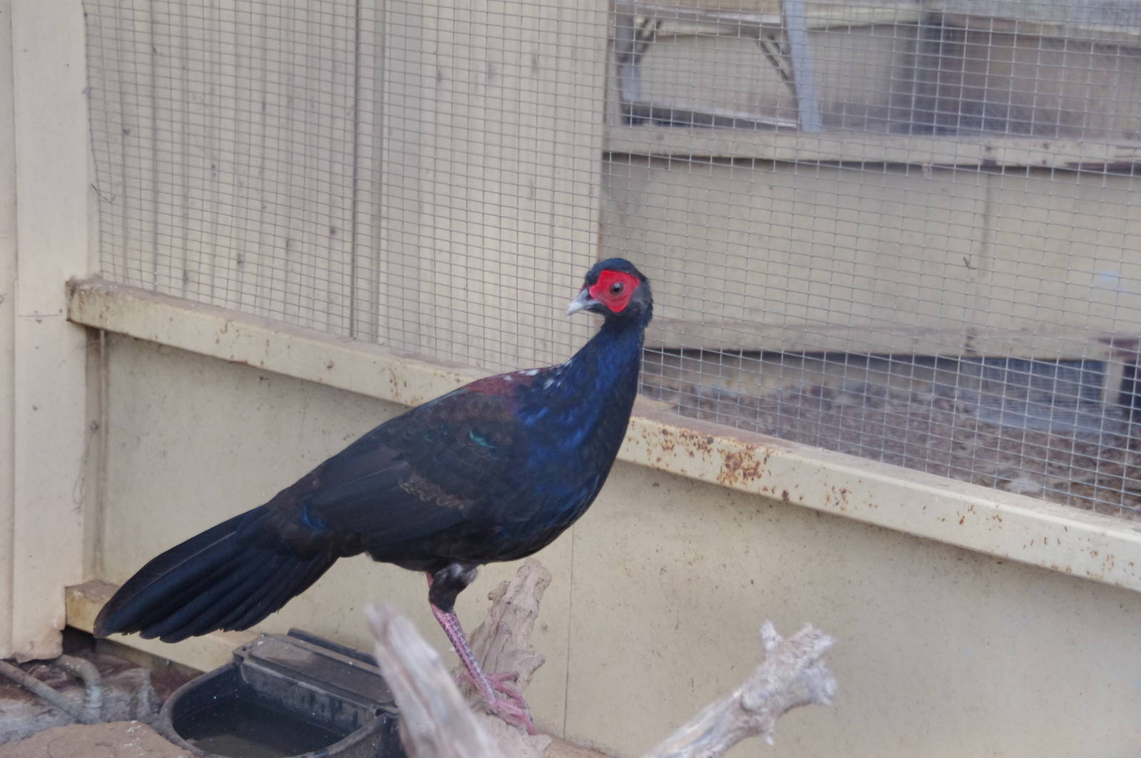 Swinhoe's Pheasant (young male)