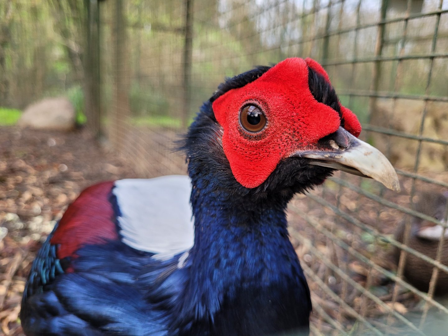 Swinhoe’s pheasant -Zoo de Santillana del Mar (2023)
