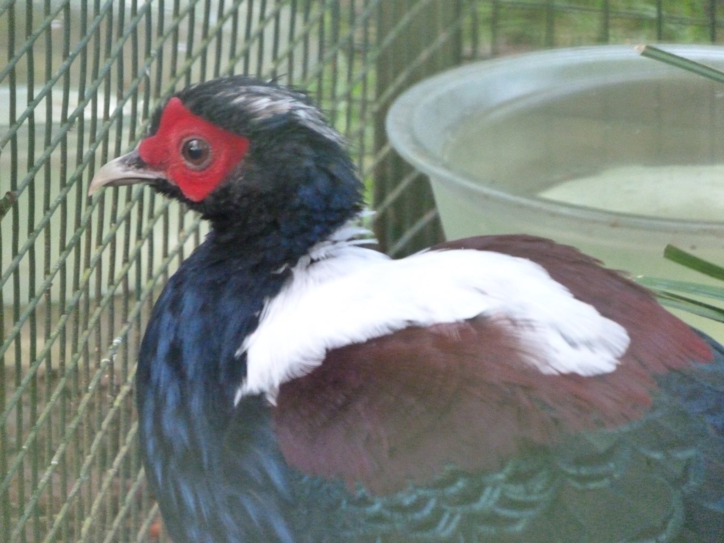 Swinhoe's pheasant -Zoo de Santillana del Mar (2024)