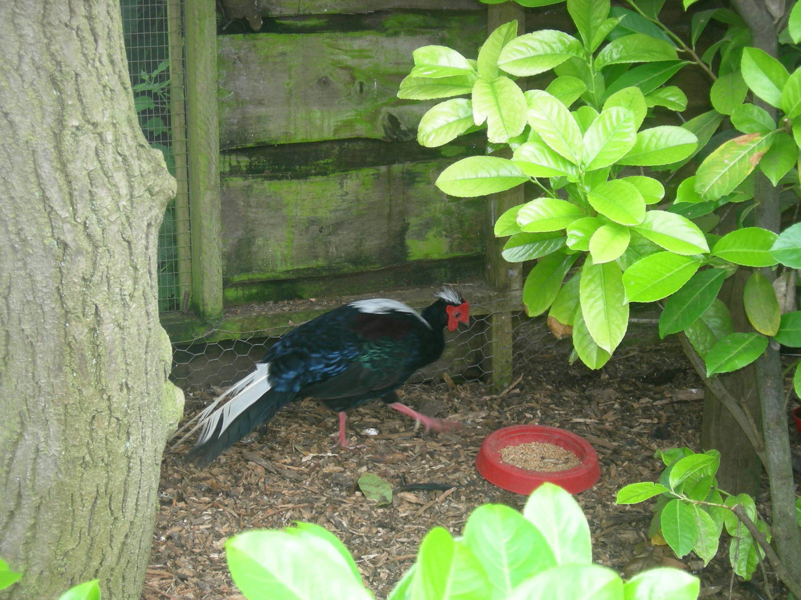 Swinhoe's pheasant