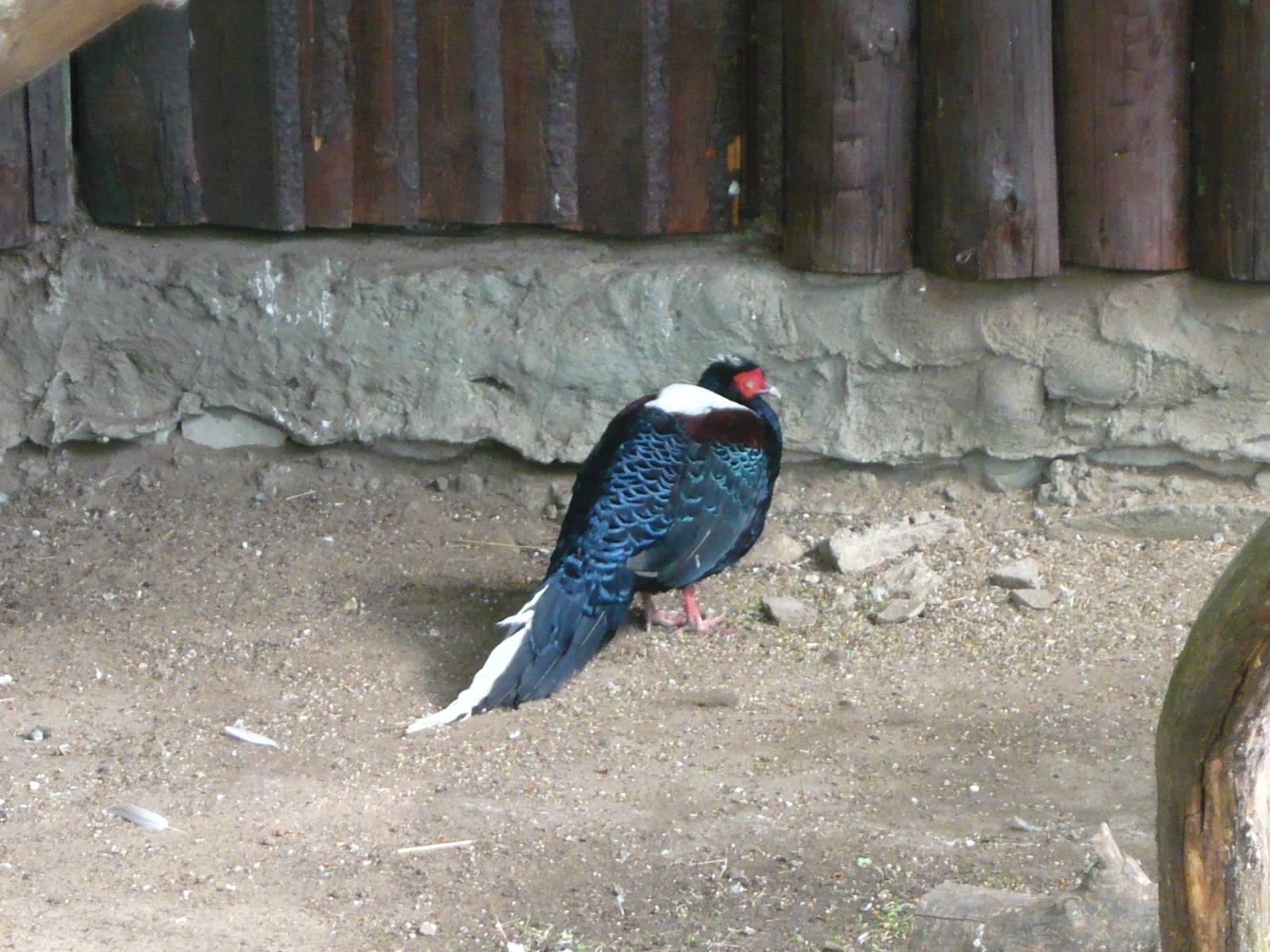 Swinhoe's pheasant