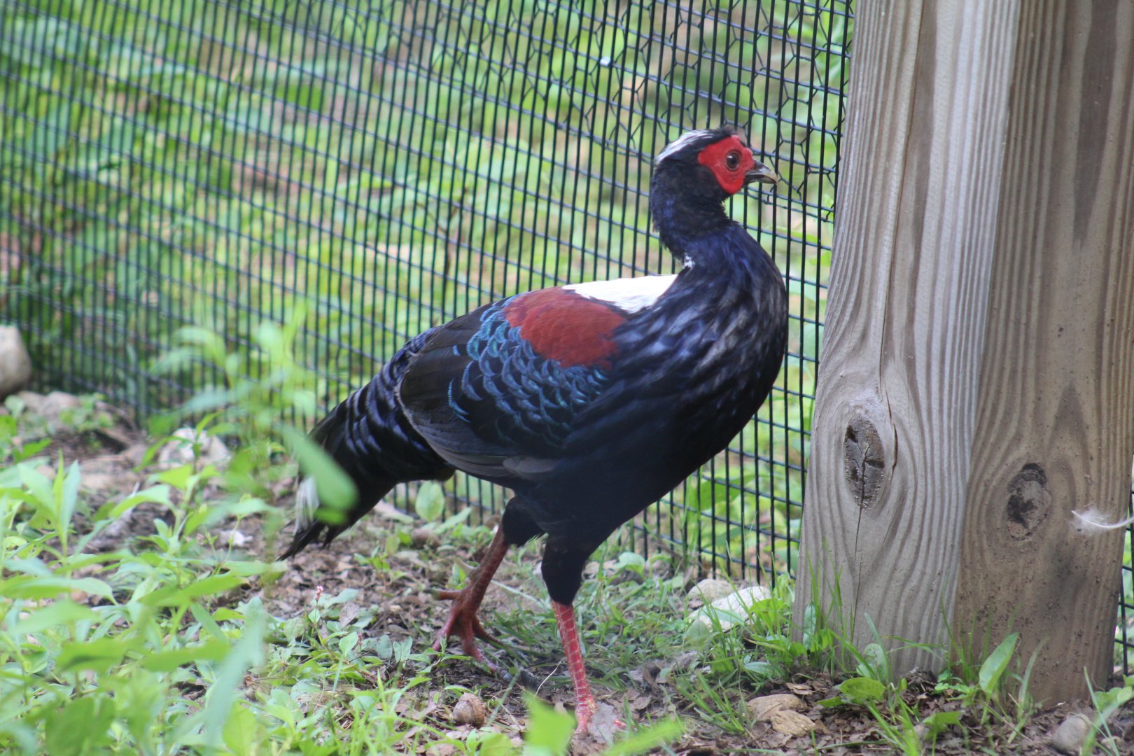 Swinhoe's Pheasant
