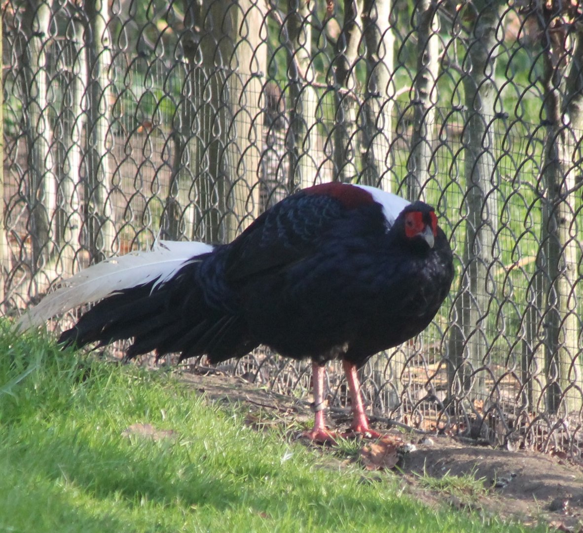Swinhoe's pheasant