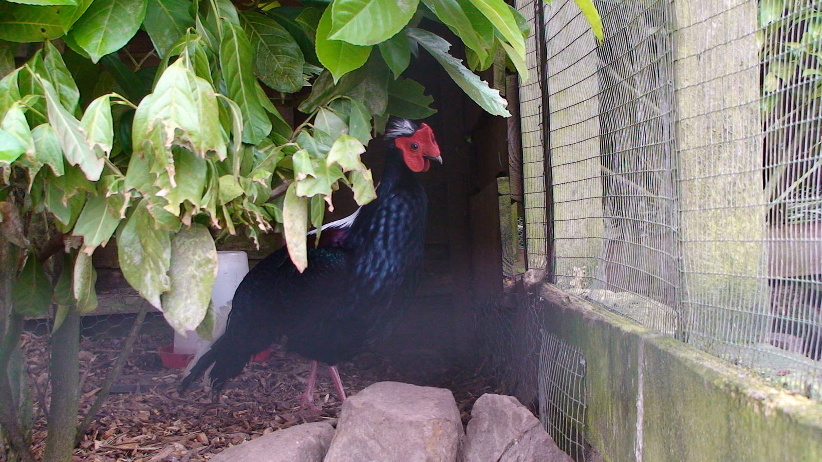 Swinhoe's pheasant