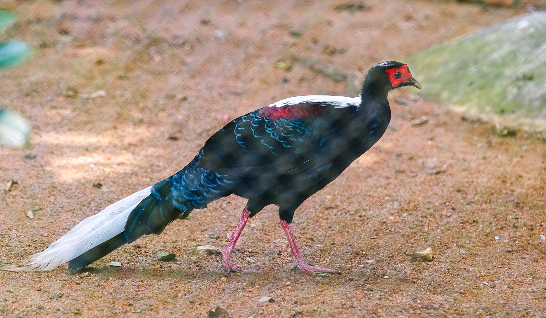 Swinhoe's pheasant