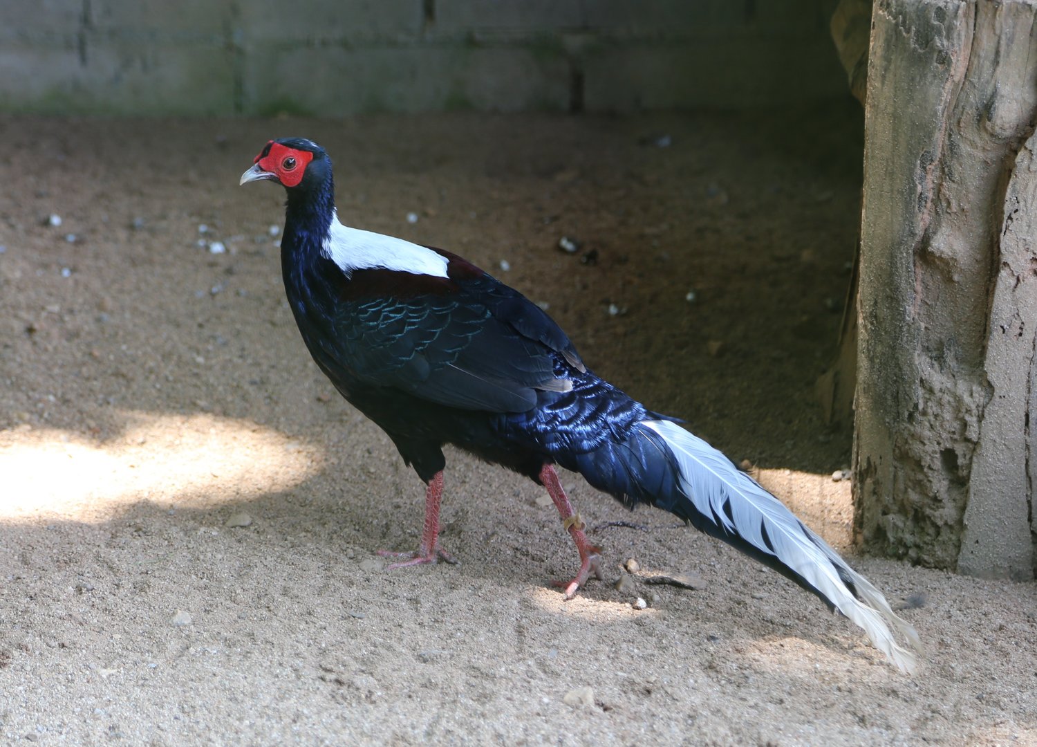 Swinhoe's Pheasant