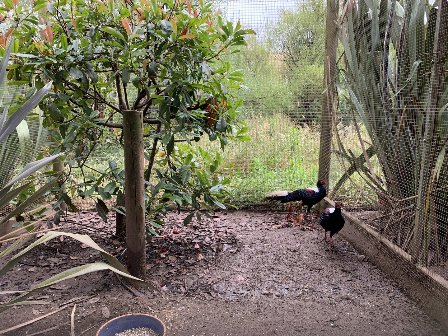 Swinhoe’s Pheasant