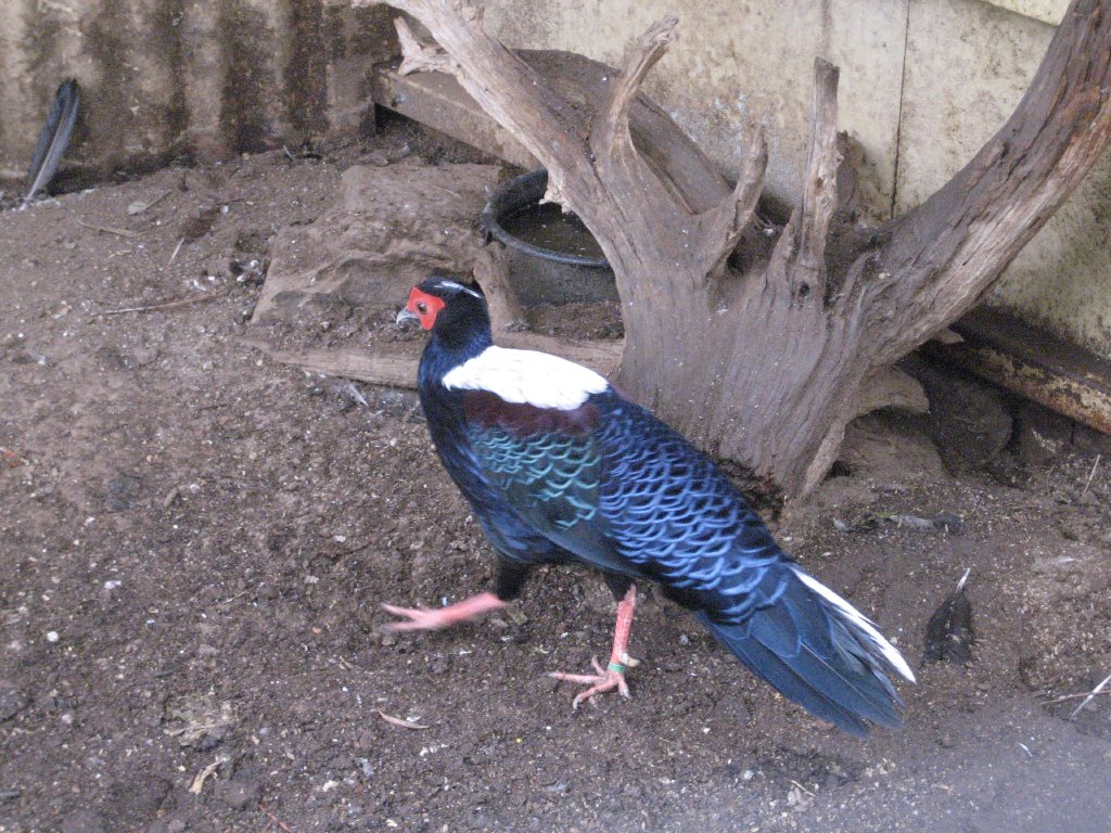 Swinhoes Pheasant