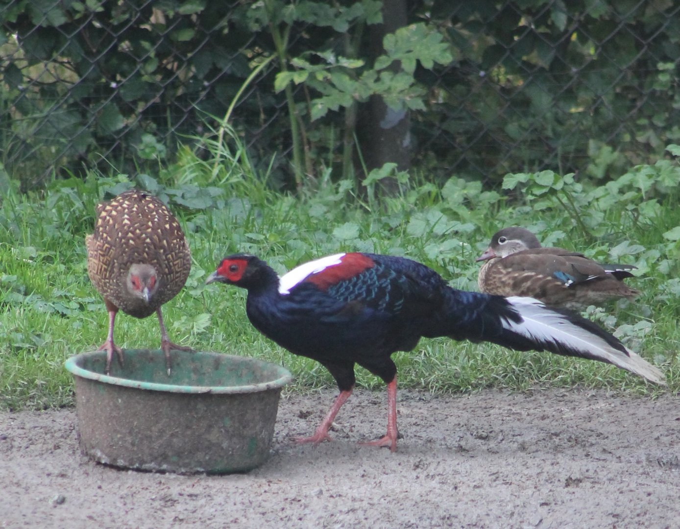 Swinhoe's pheasants