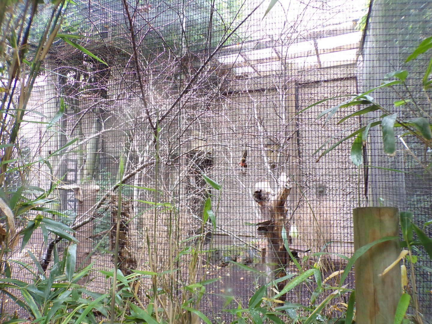 Swinhoe’s squirrel enclosure 29.6.24