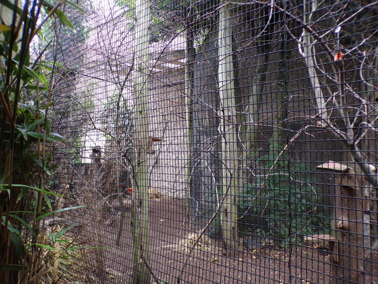 Swinhoe’s squirrel enclosure 29.6.24