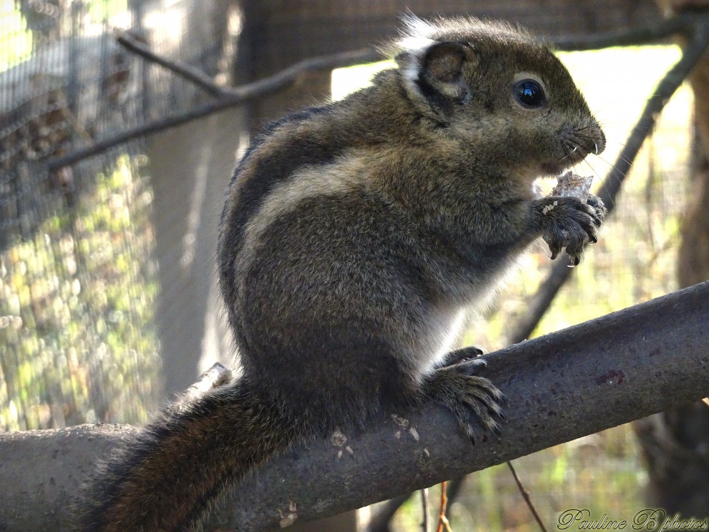 Swinhoe's Striped Squirrel 16 November 2025