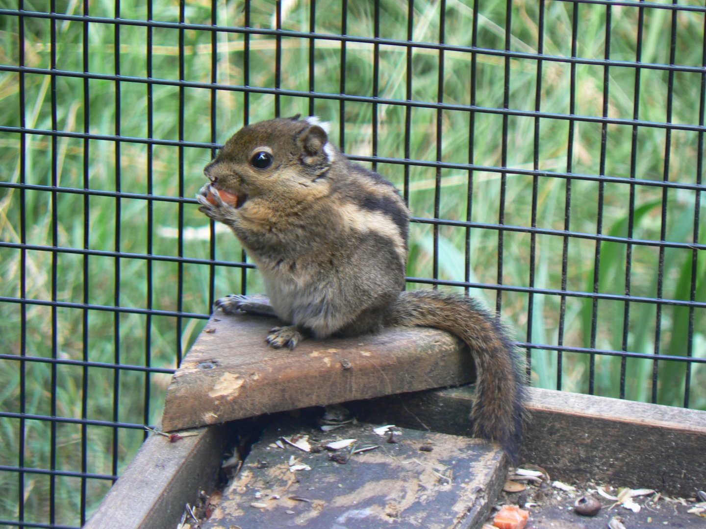 Swinhoe's Striped Squirrel - 17 July 2018