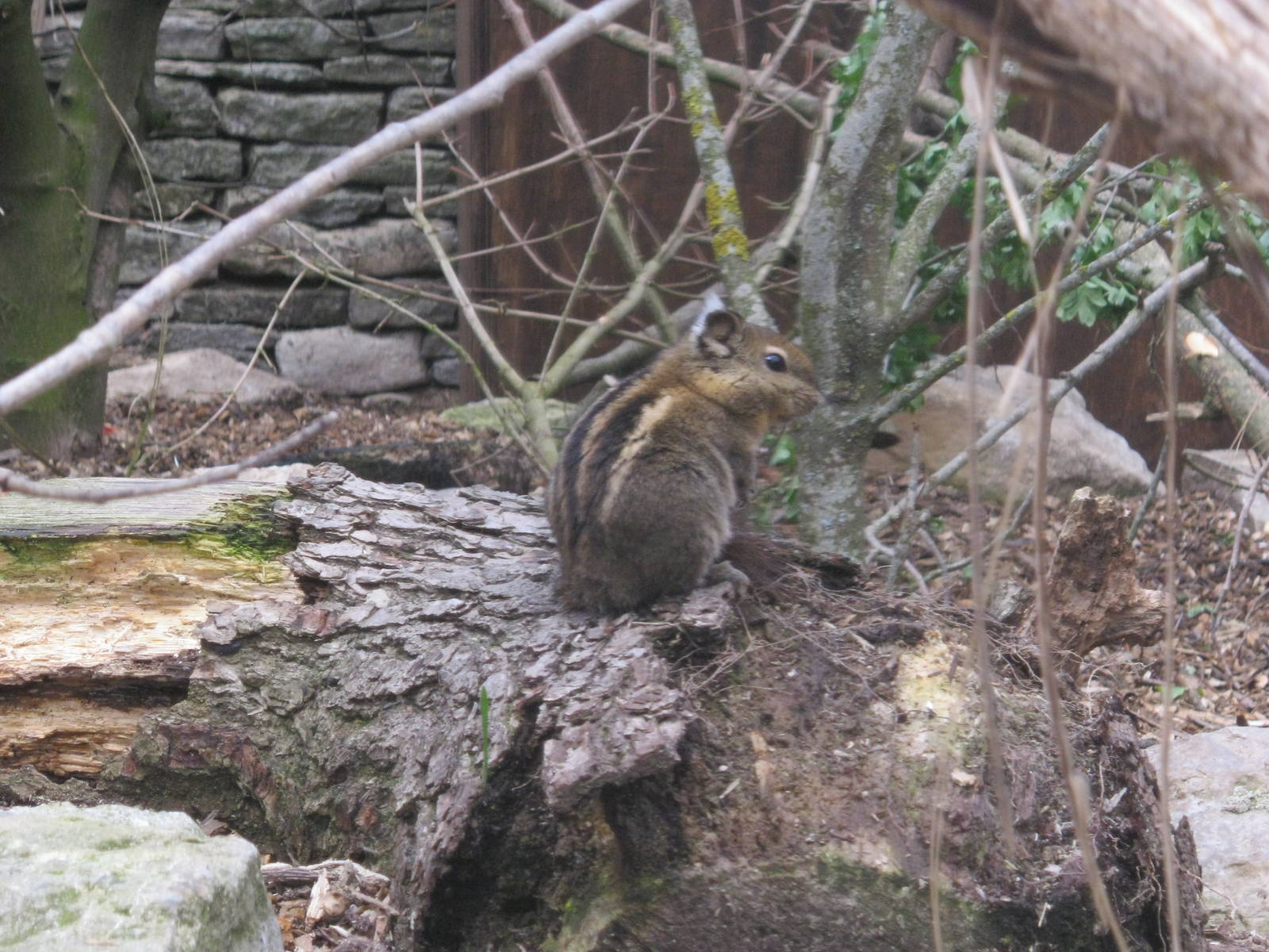 Swinhoes Striped Squirrel 2012.