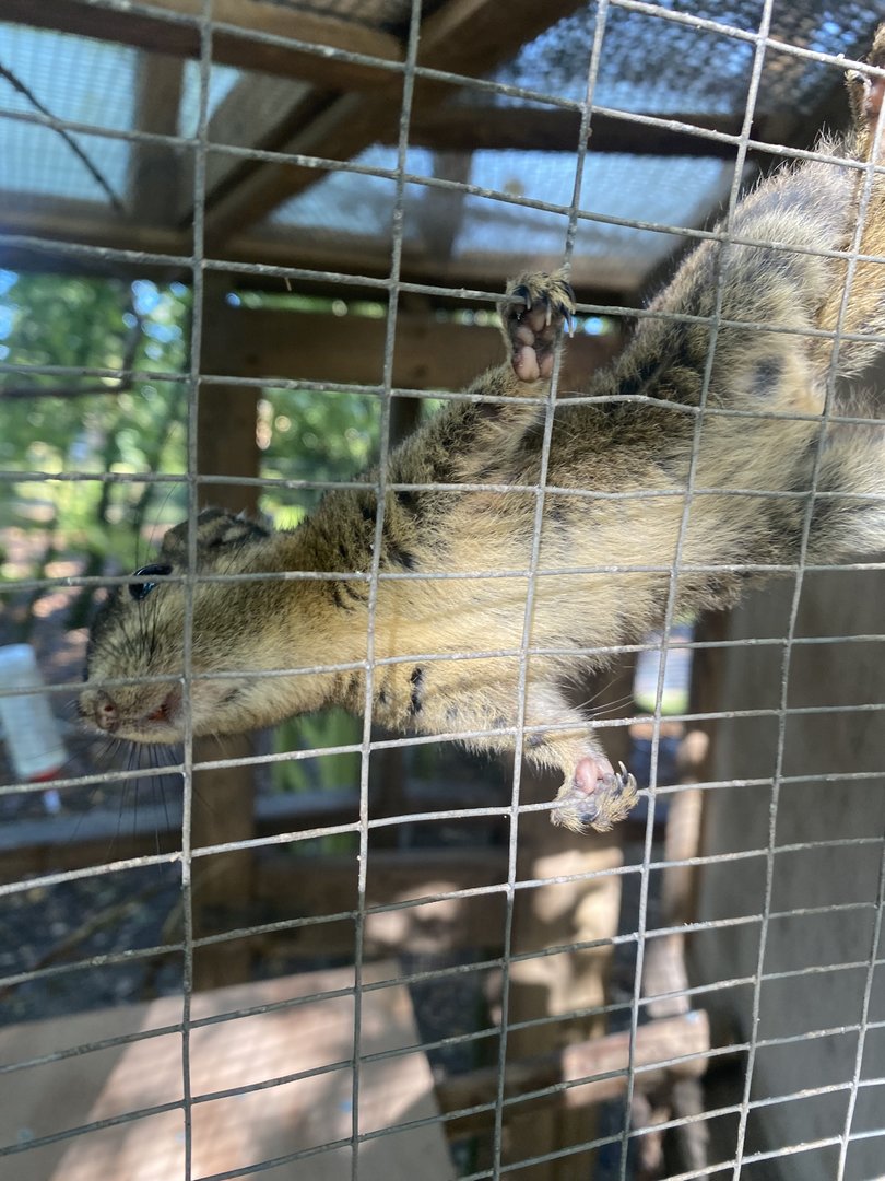 Swinhoe's striped squirrel 230922