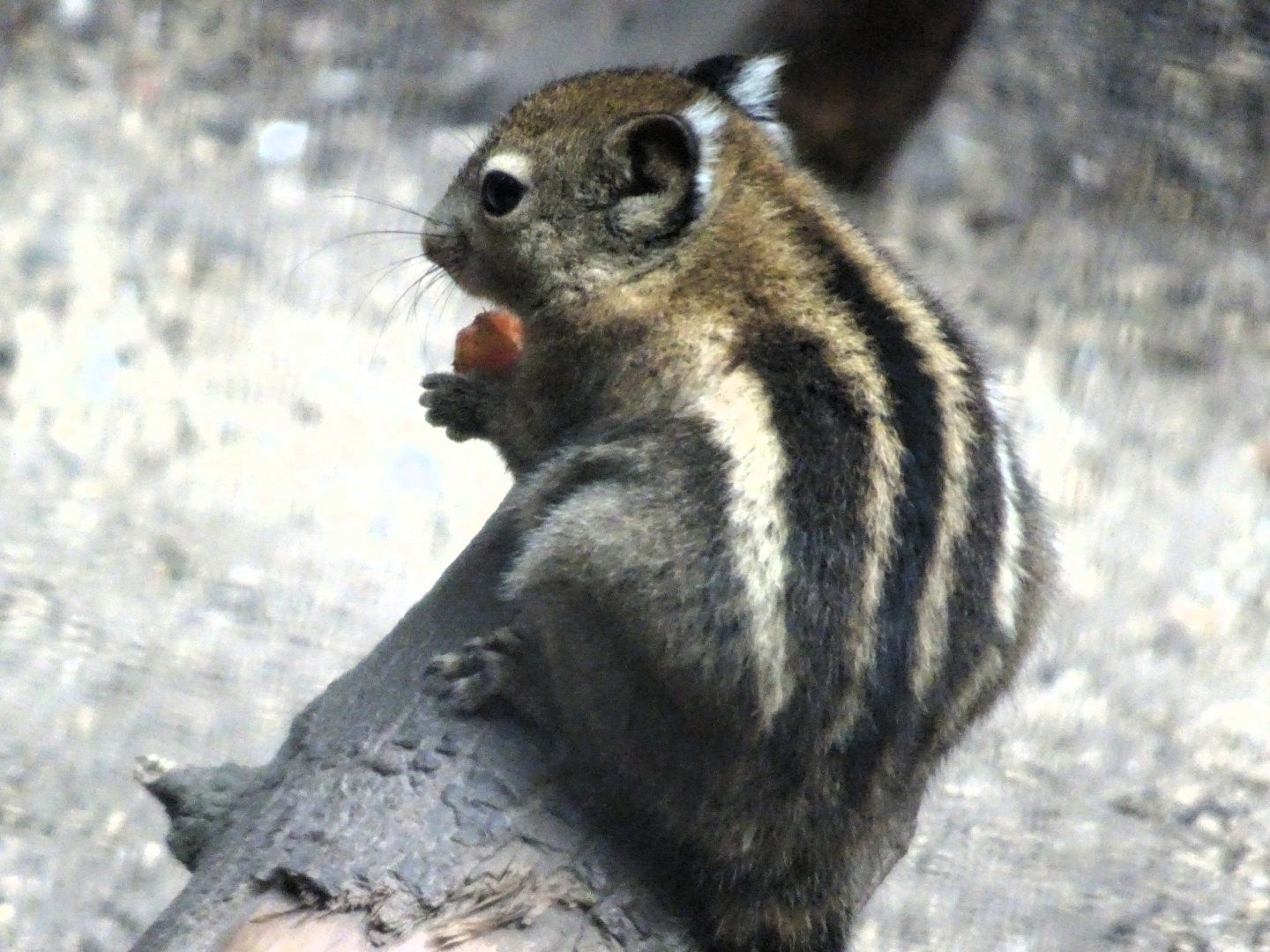 Swinhoe's Striped Squirrel 24 August 2025