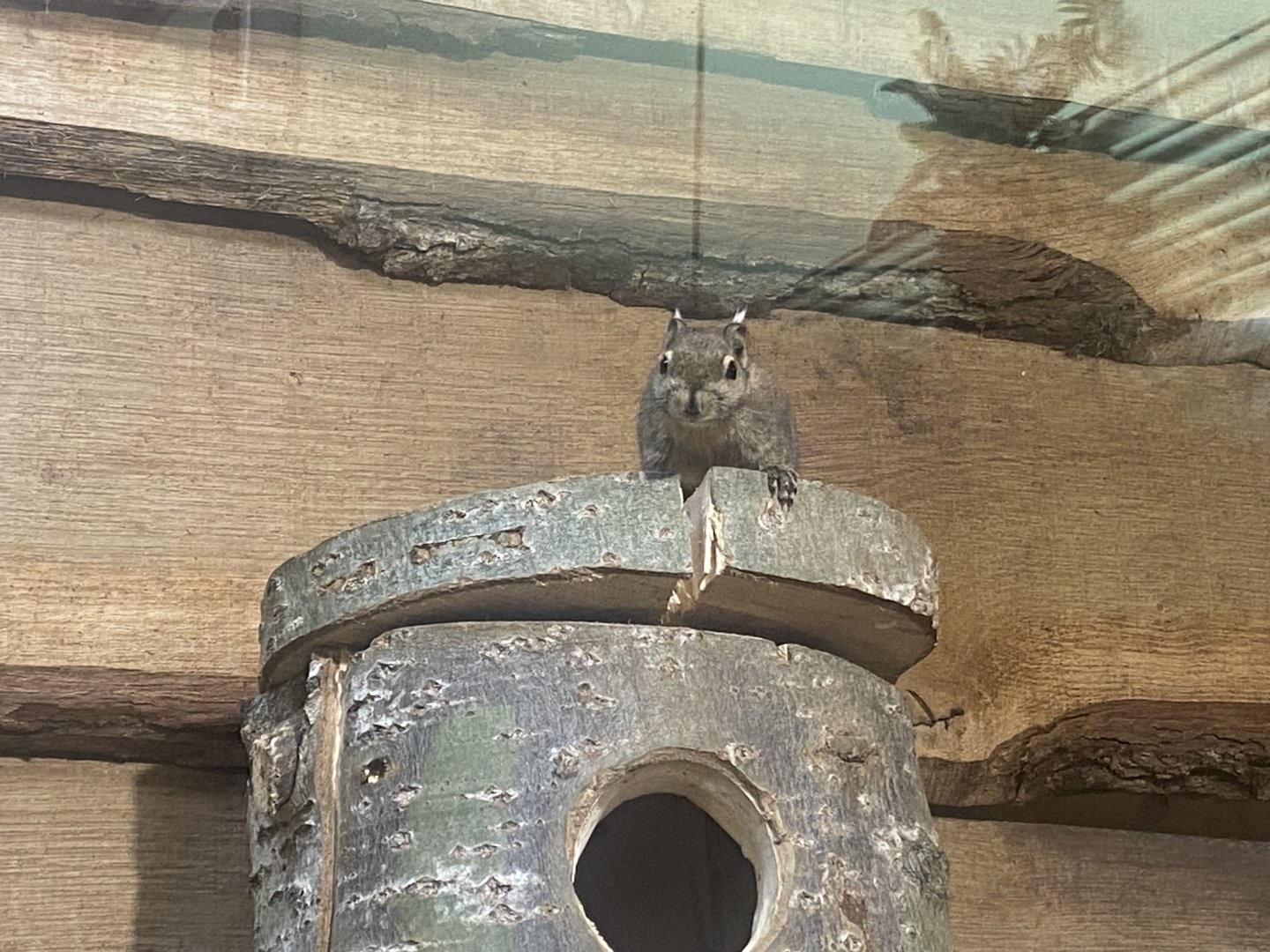 Swinhoe’s striped squirrel 280425